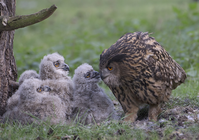 de ontmoeting.BP.jpg